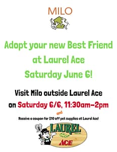 Laurel ADOPT 6 6